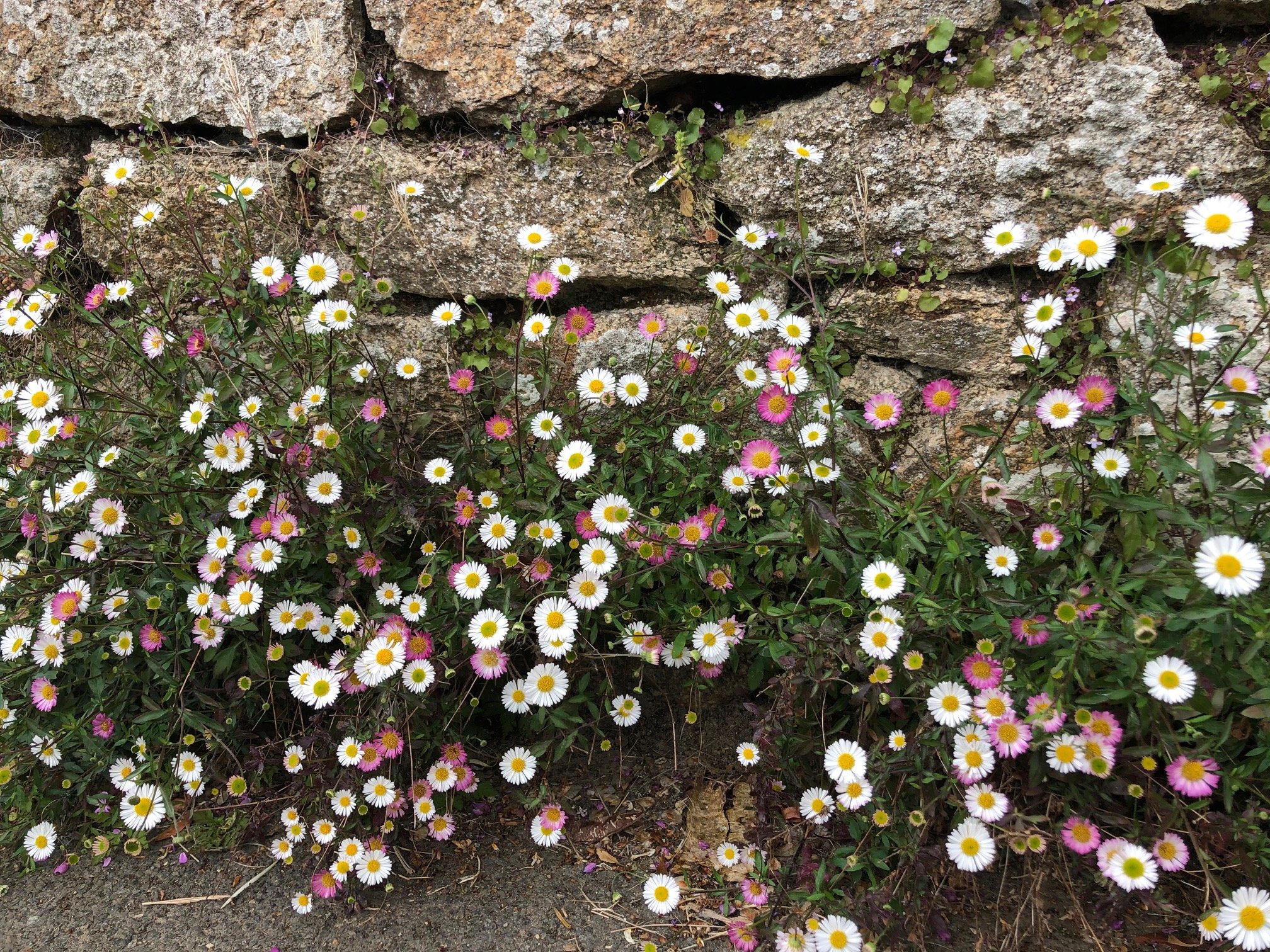 fleurissement mur.jpg