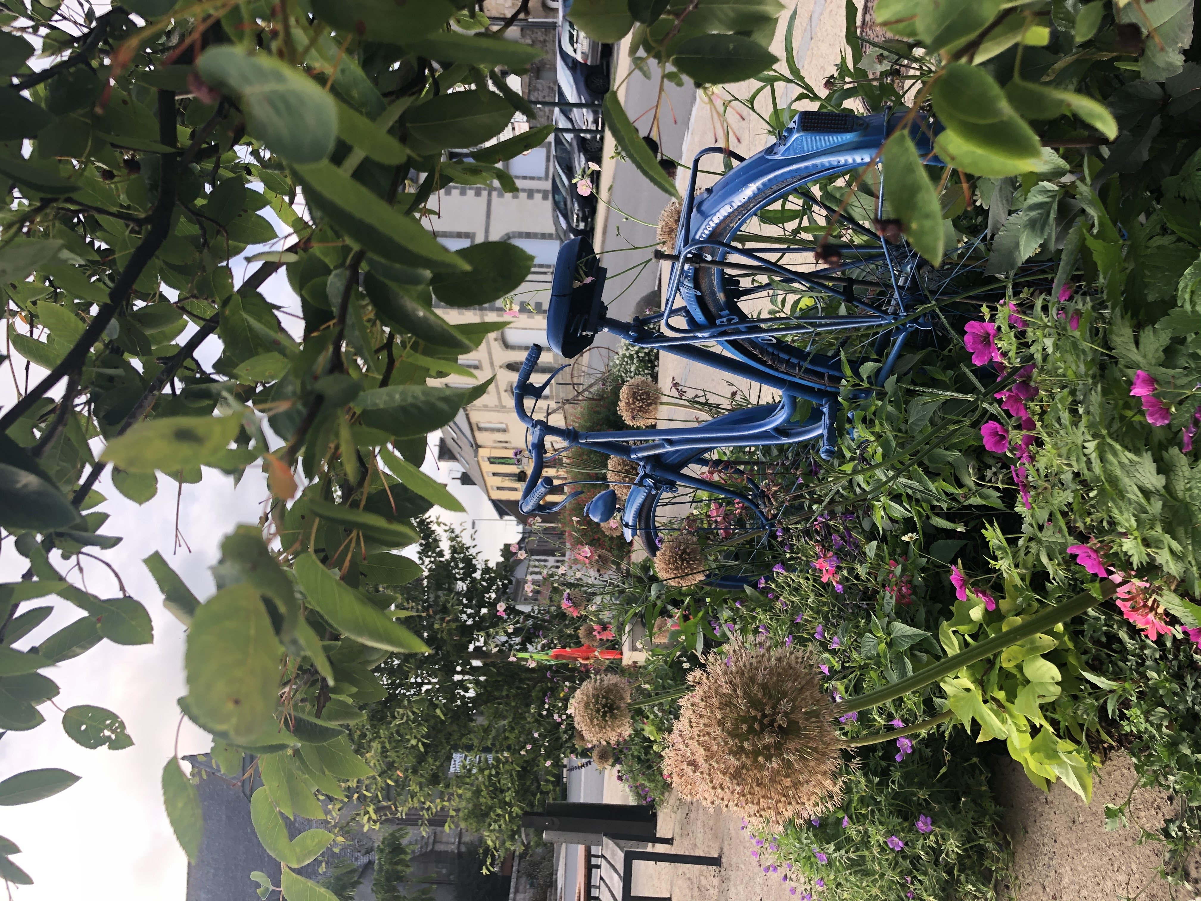 préparation PLB.jpg