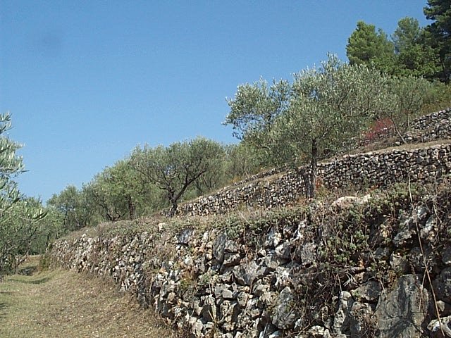 restanques vignes 004.jpg