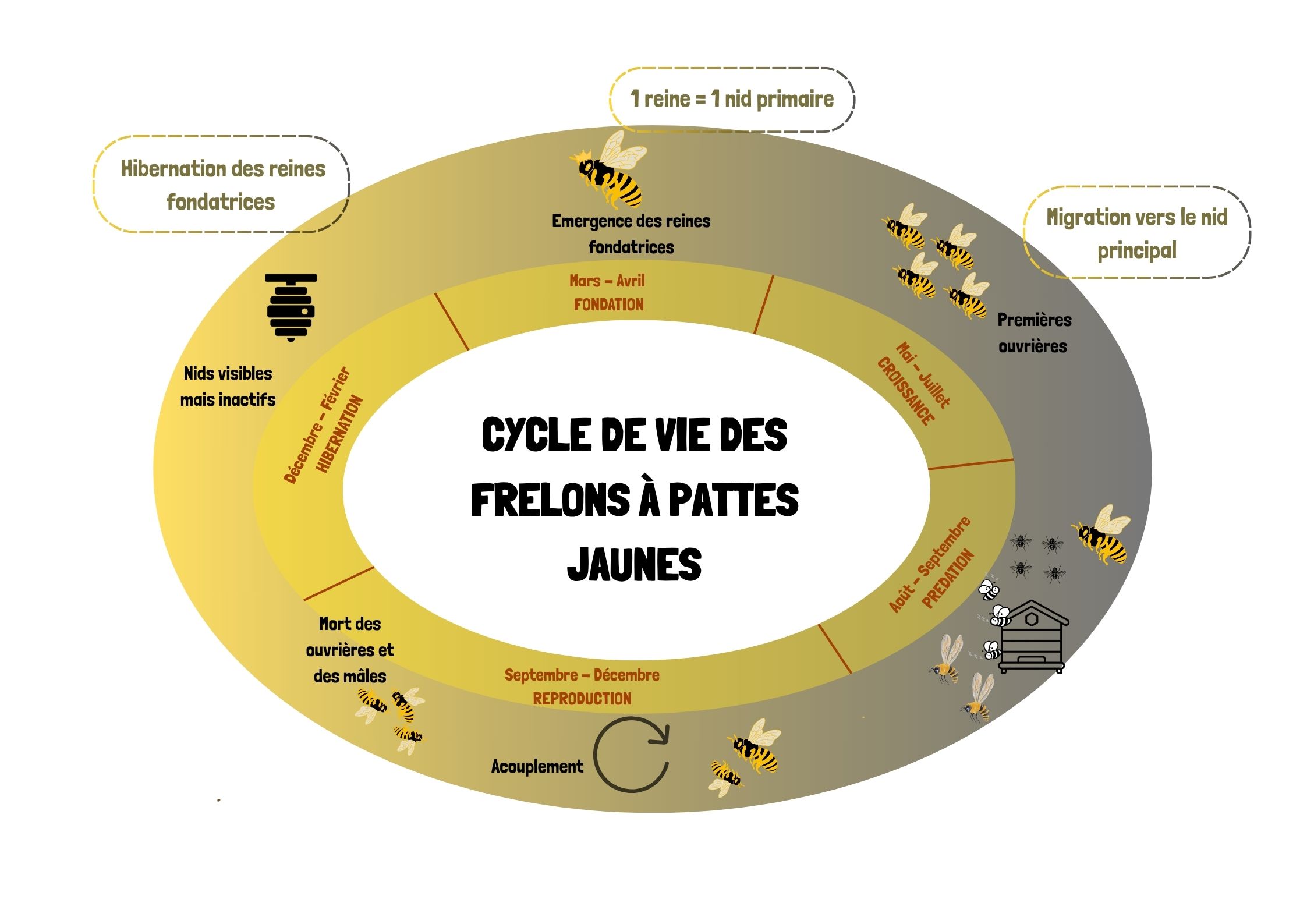 cycle-de-vie-des-frelons-a-pattes-jaunes-cjardiner--autrement.jpg