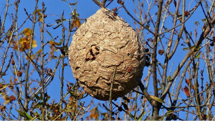Sans titre frelon _1_.png