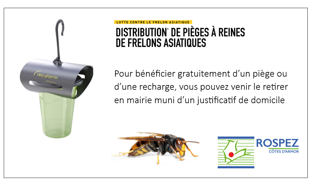 Campagne de piègeage frelons asiatiques