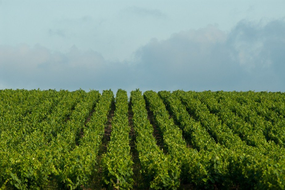 Les vignes perte de vue.jpg