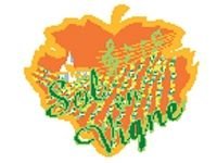 Sol vigne.jpg