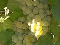 Ampelopsis.jpg