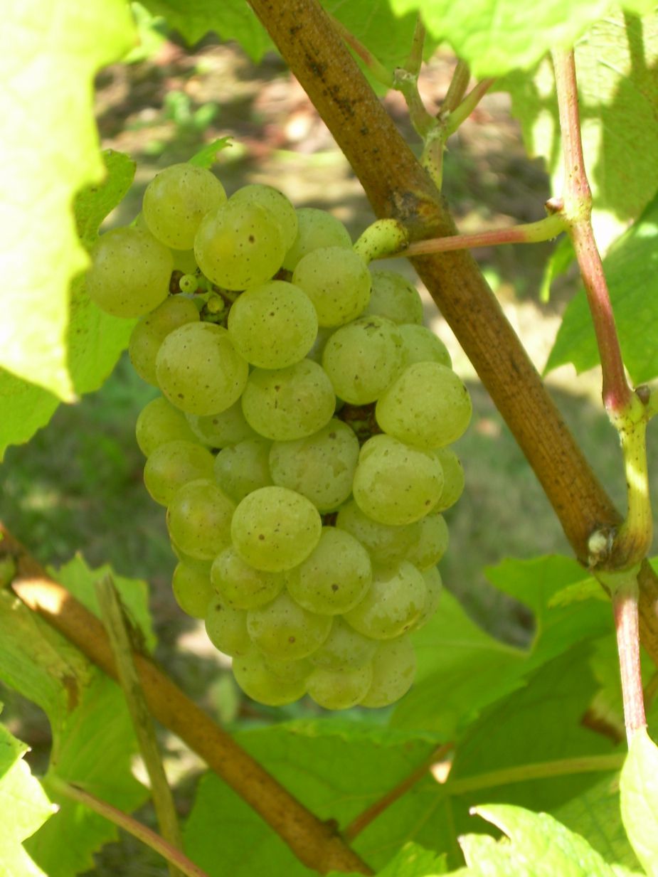 Melon de bourgogne 2.jpg