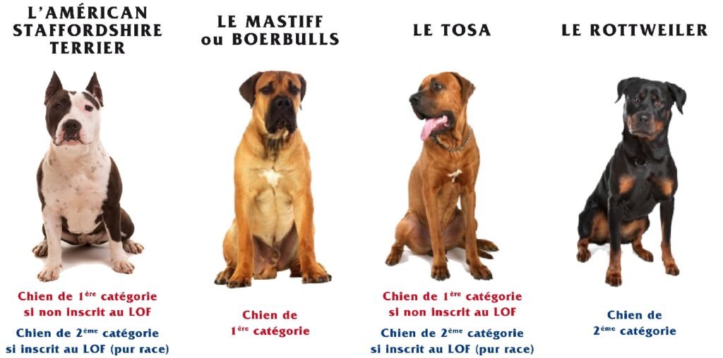 Types-chiens-1024x508.jpg