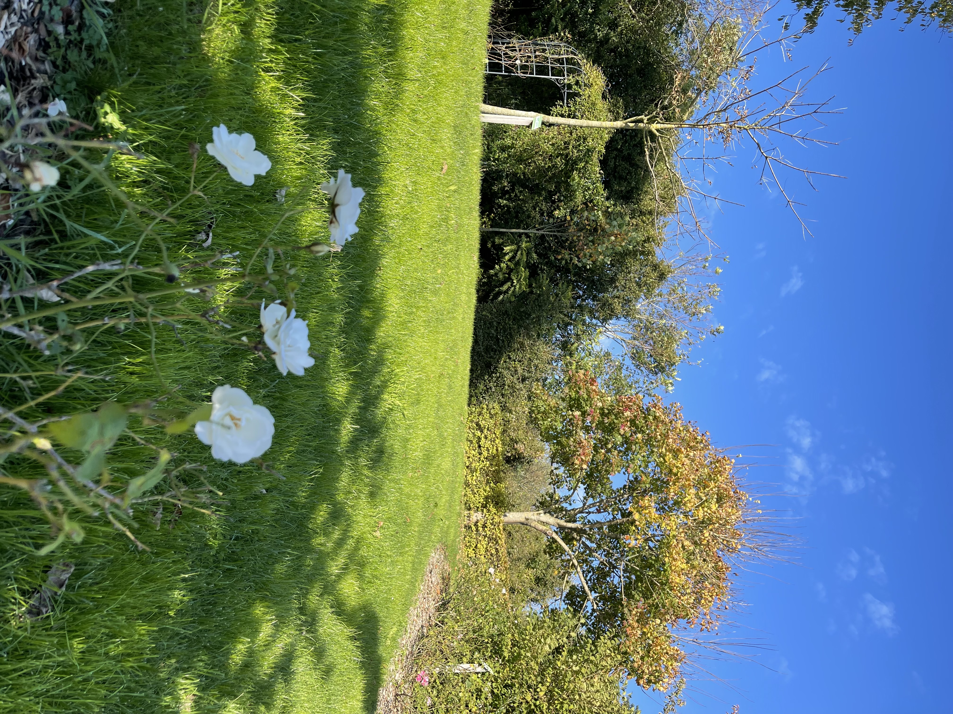 Champ fleuri
