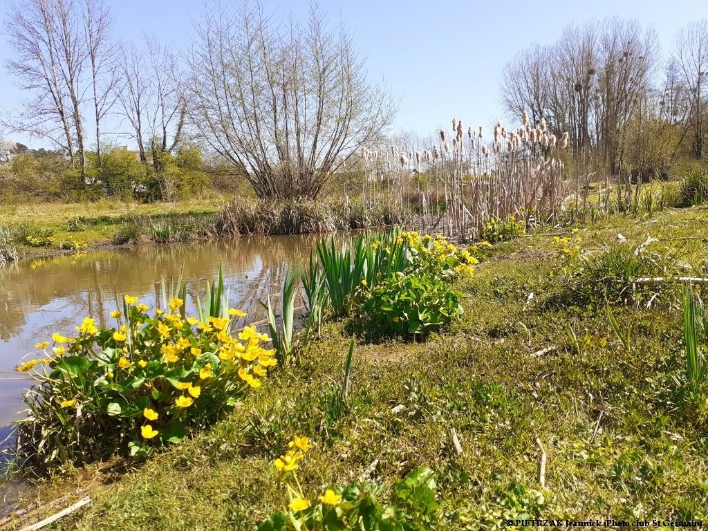 Zone humide fleurs.jpg