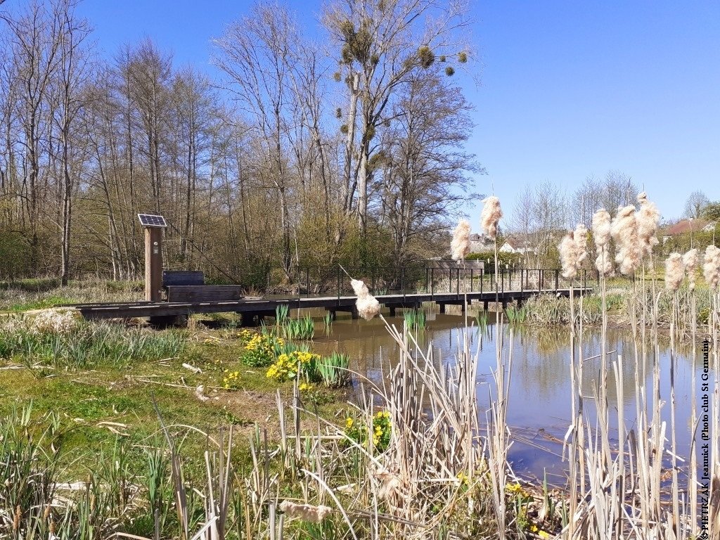 Zone humide ponton.jpg