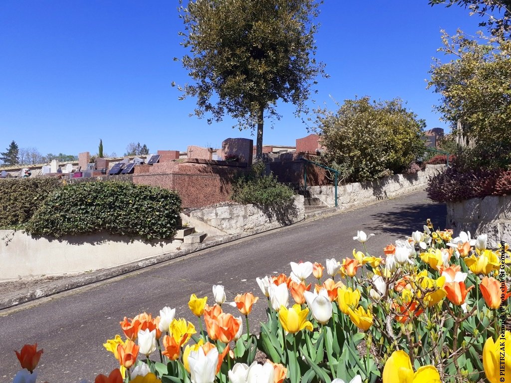 Cimetière tulipes.jpg