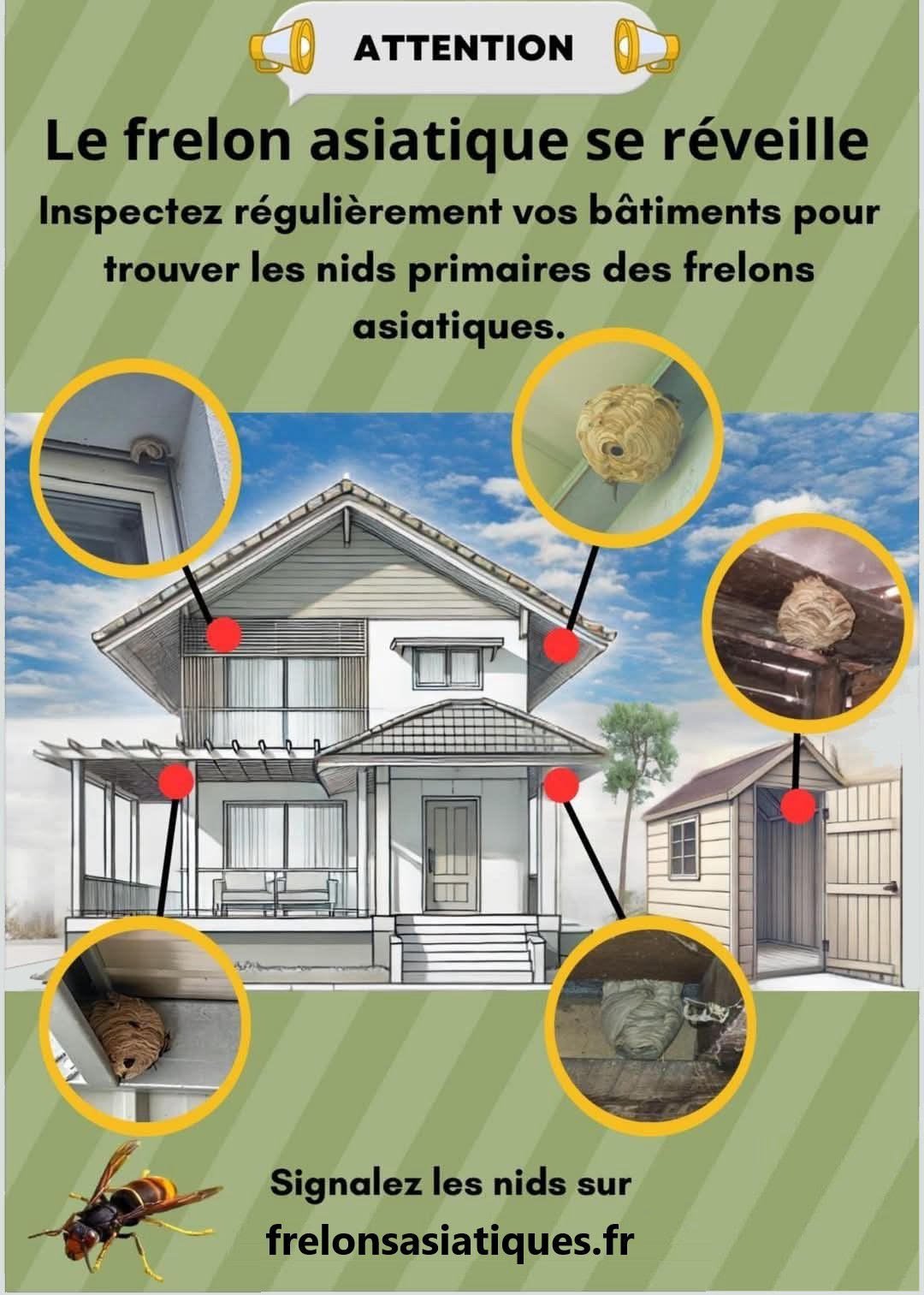 FRELONS ASIAT NID PRIMAIRE.jpg