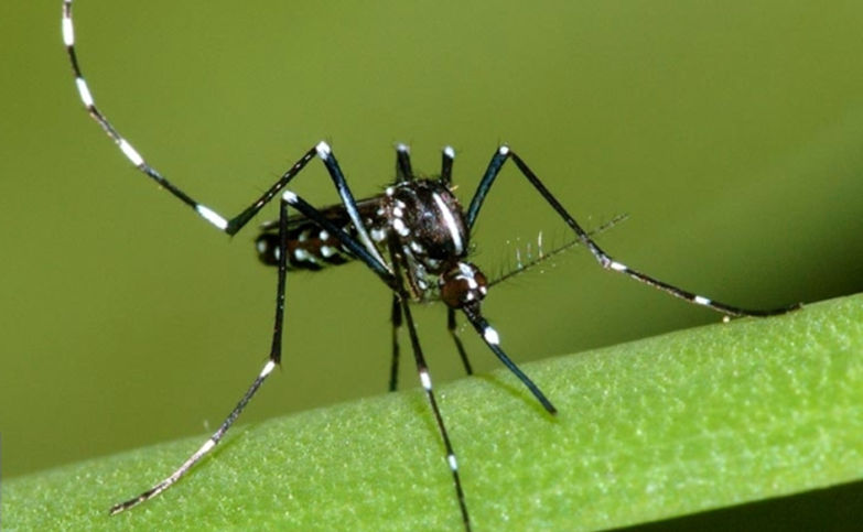 Moustique tigre aedes albopictus.jpg