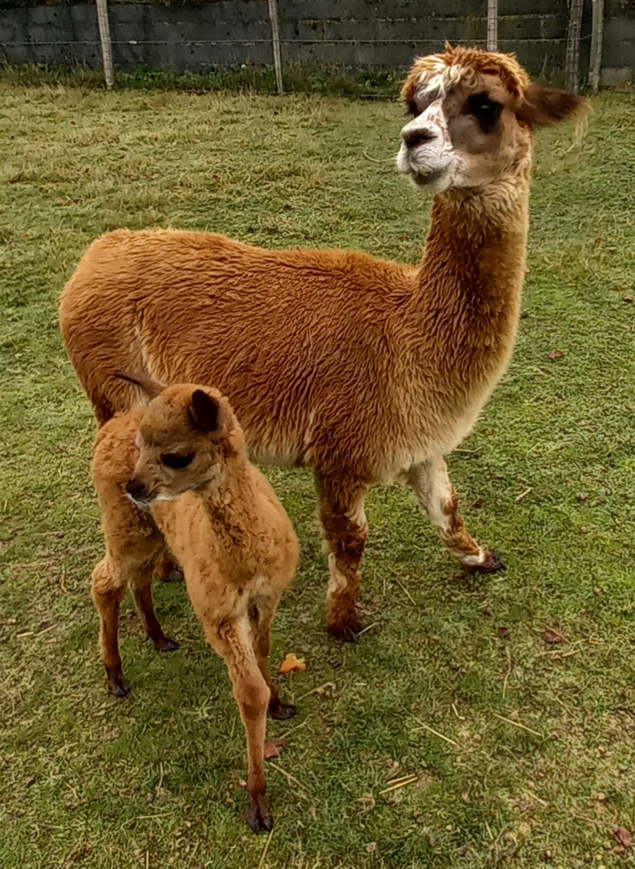 Eco-pâturage Bébé de Noisette.jpg