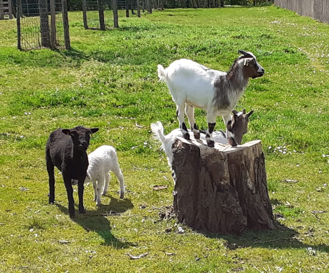 Eté 2022 acrobates.jpg