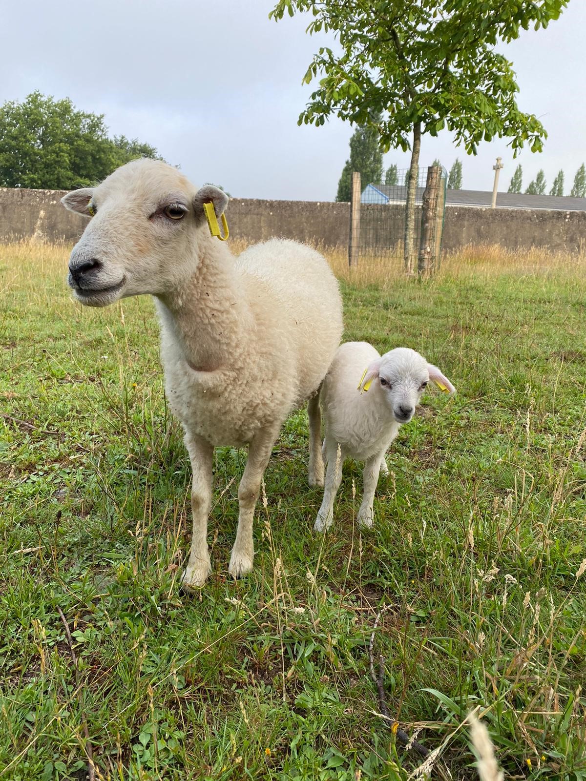 Fin juin 2021 Arrivée 2 moutons.jpg