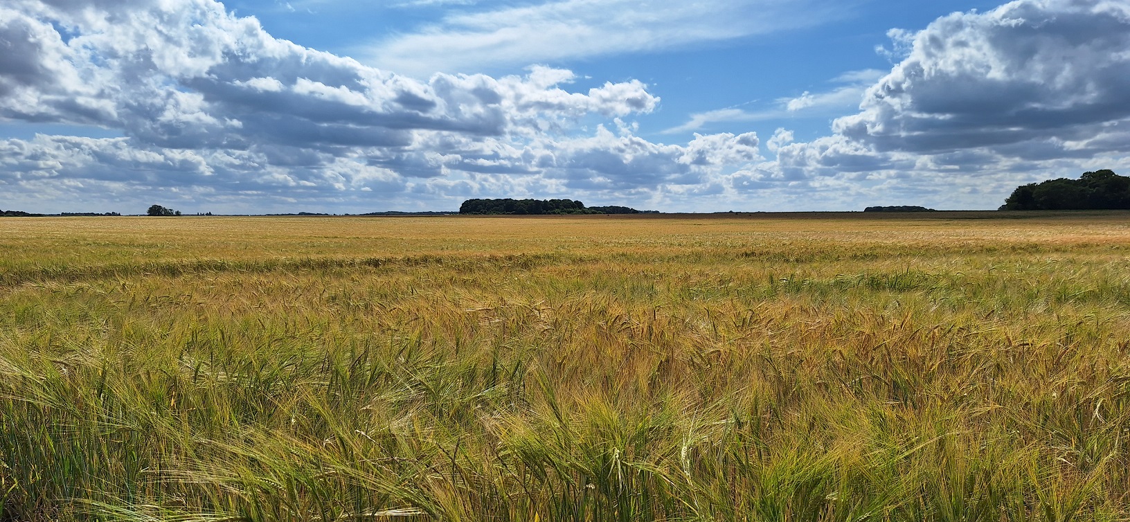 champ céréales.jpg