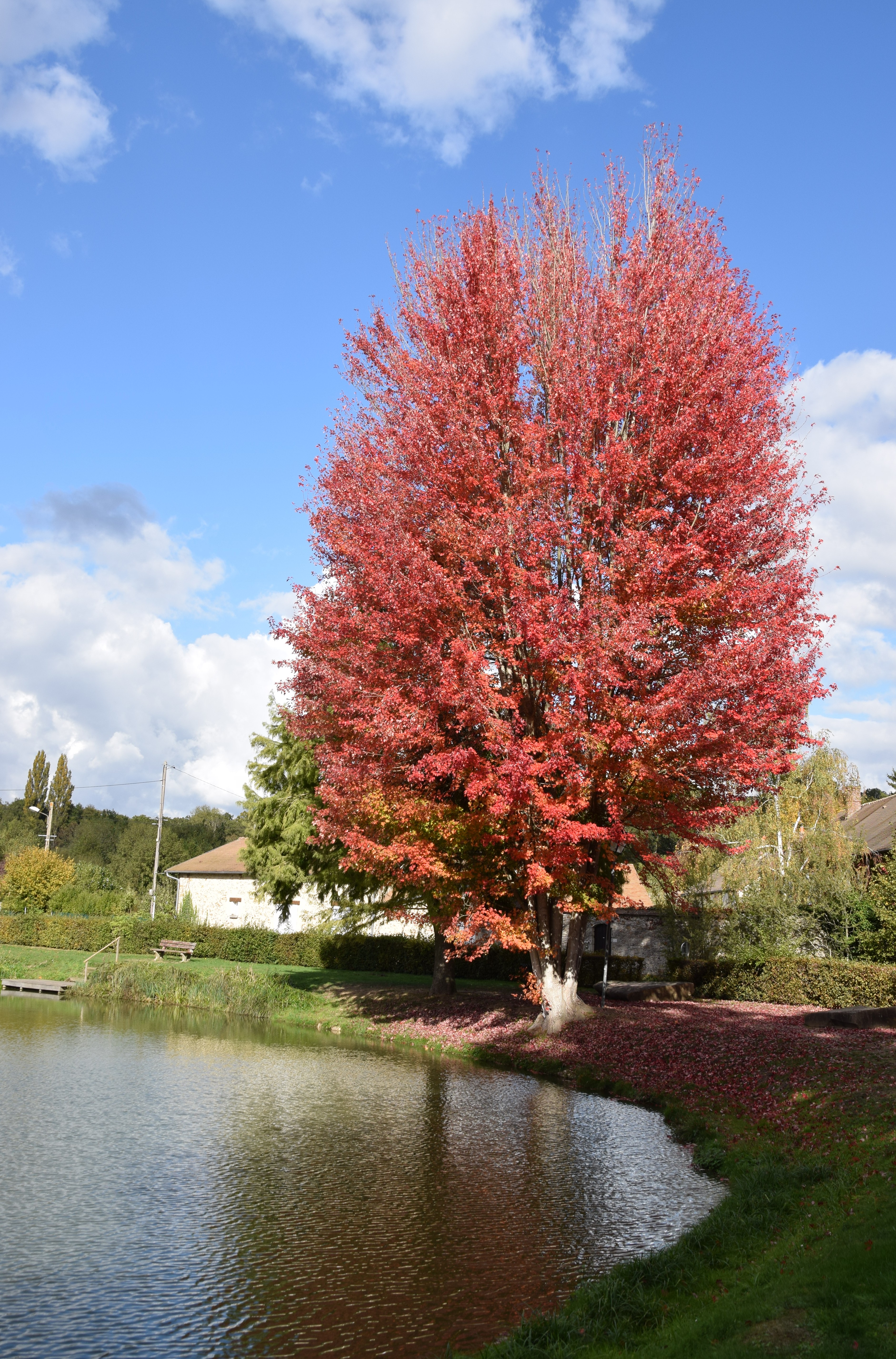 AuPrèsDeMonArbre.jpg