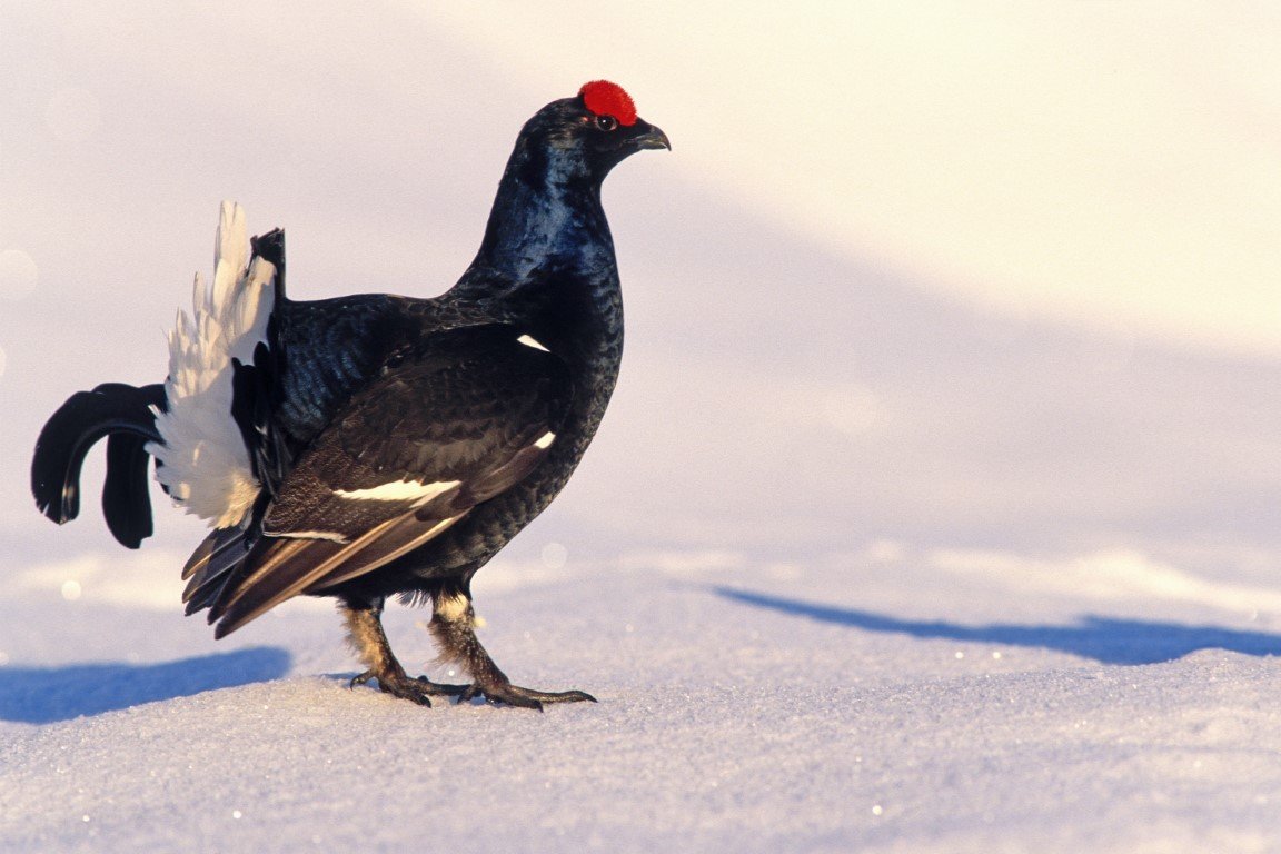 Beauregard-Tétras lyre ©B.Bellon.jpg
