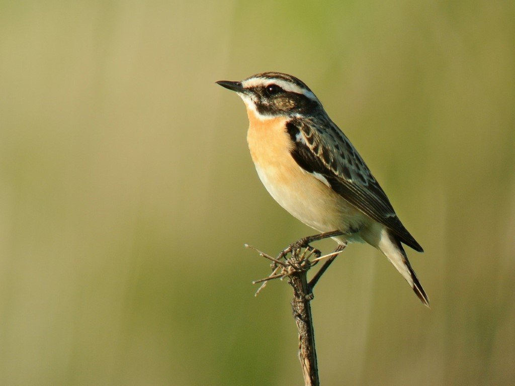 Beauregard-Tarier des prés©F.Vassen.jpg