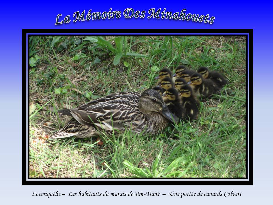 6-Une portée de Colverts.jpg