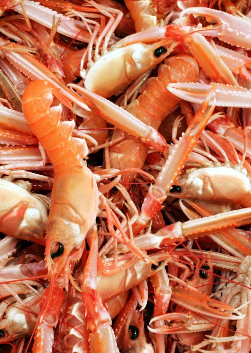 Langoustines.jpg