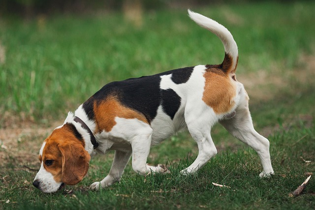 beagle-4440889_640.jpg