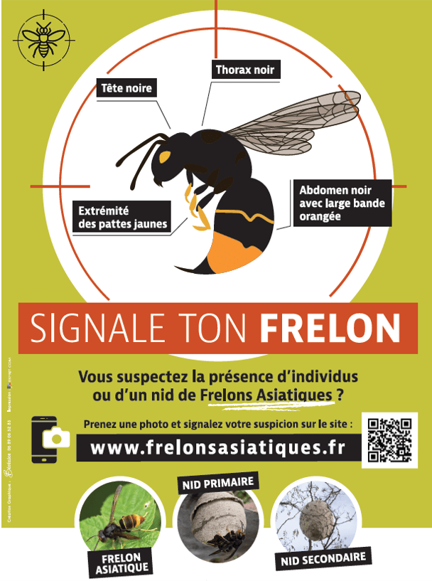 frelon 1.png
