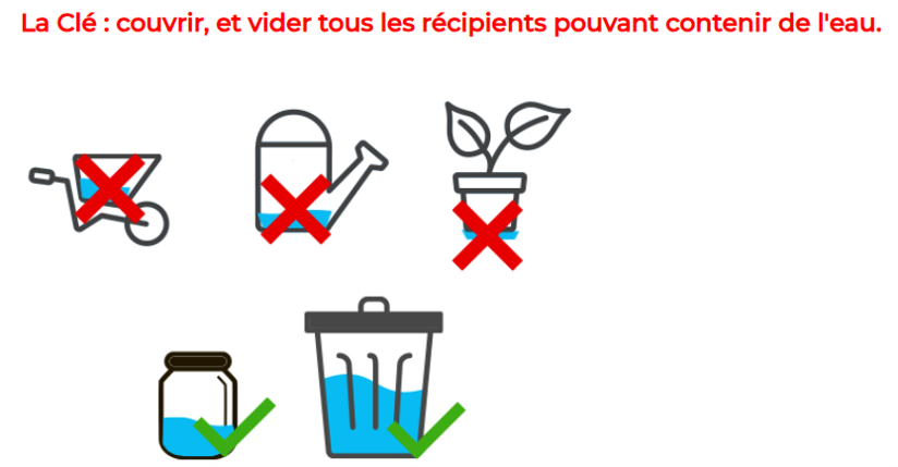 moustique.png