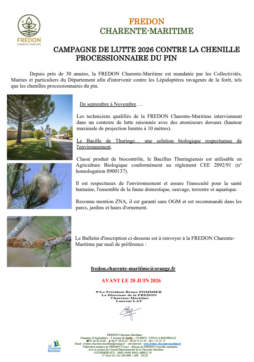 chenille processionnaire.png