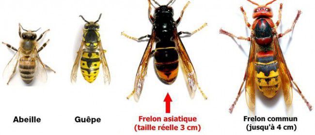frelon.jpg