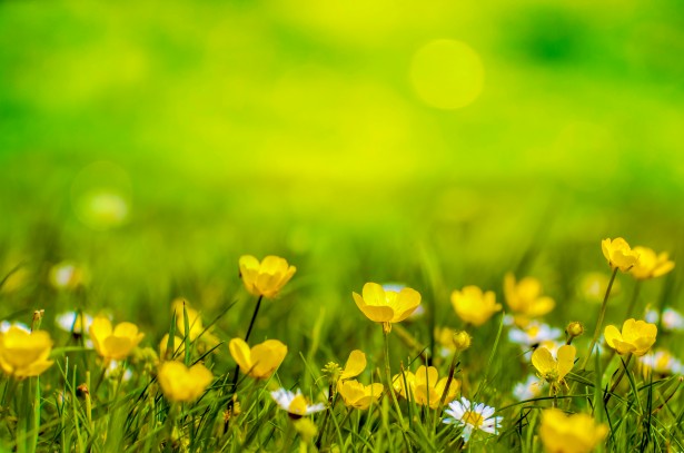 Le printemps.jpg