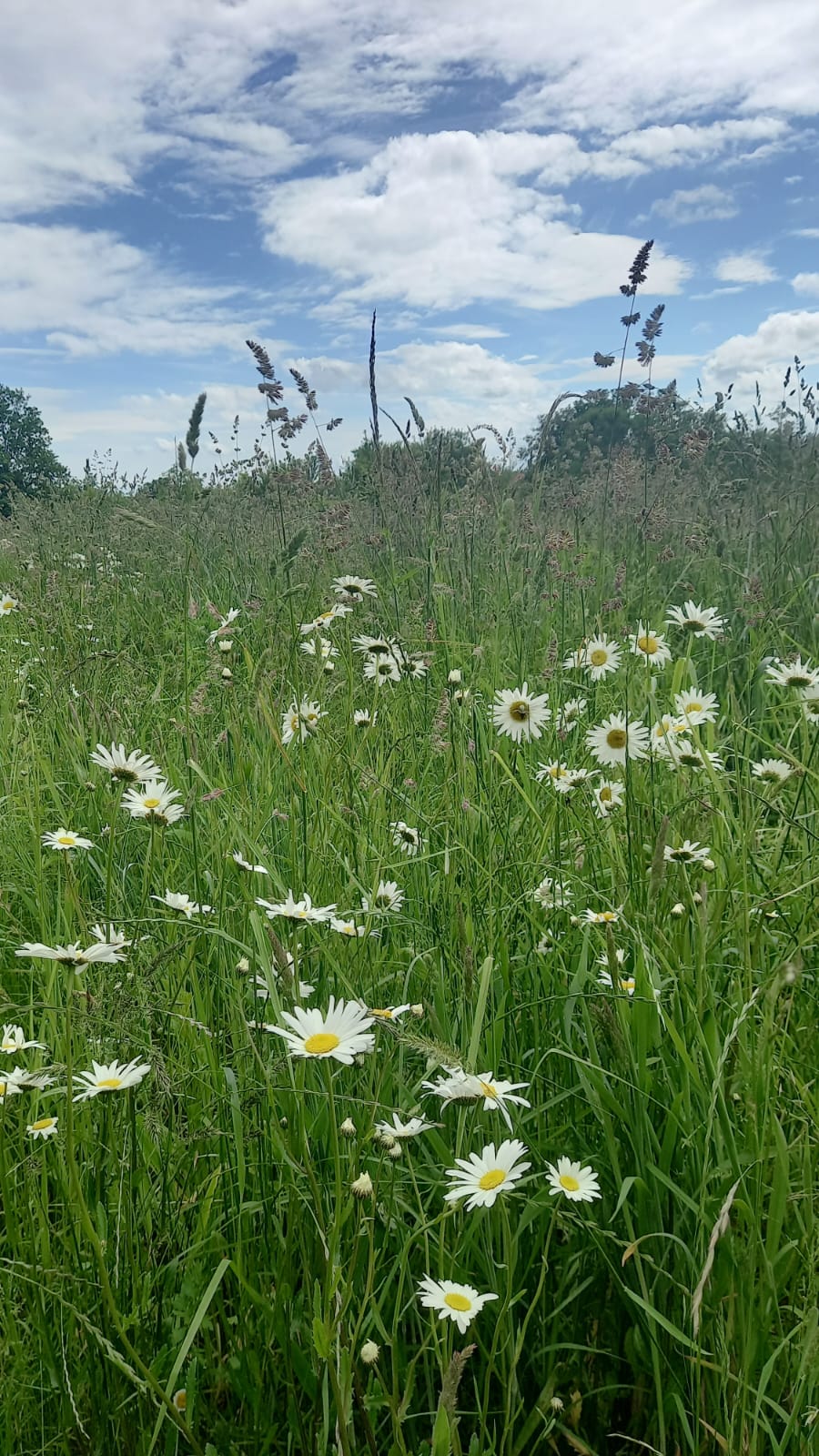 Animation plantes comestibles 4.jpg