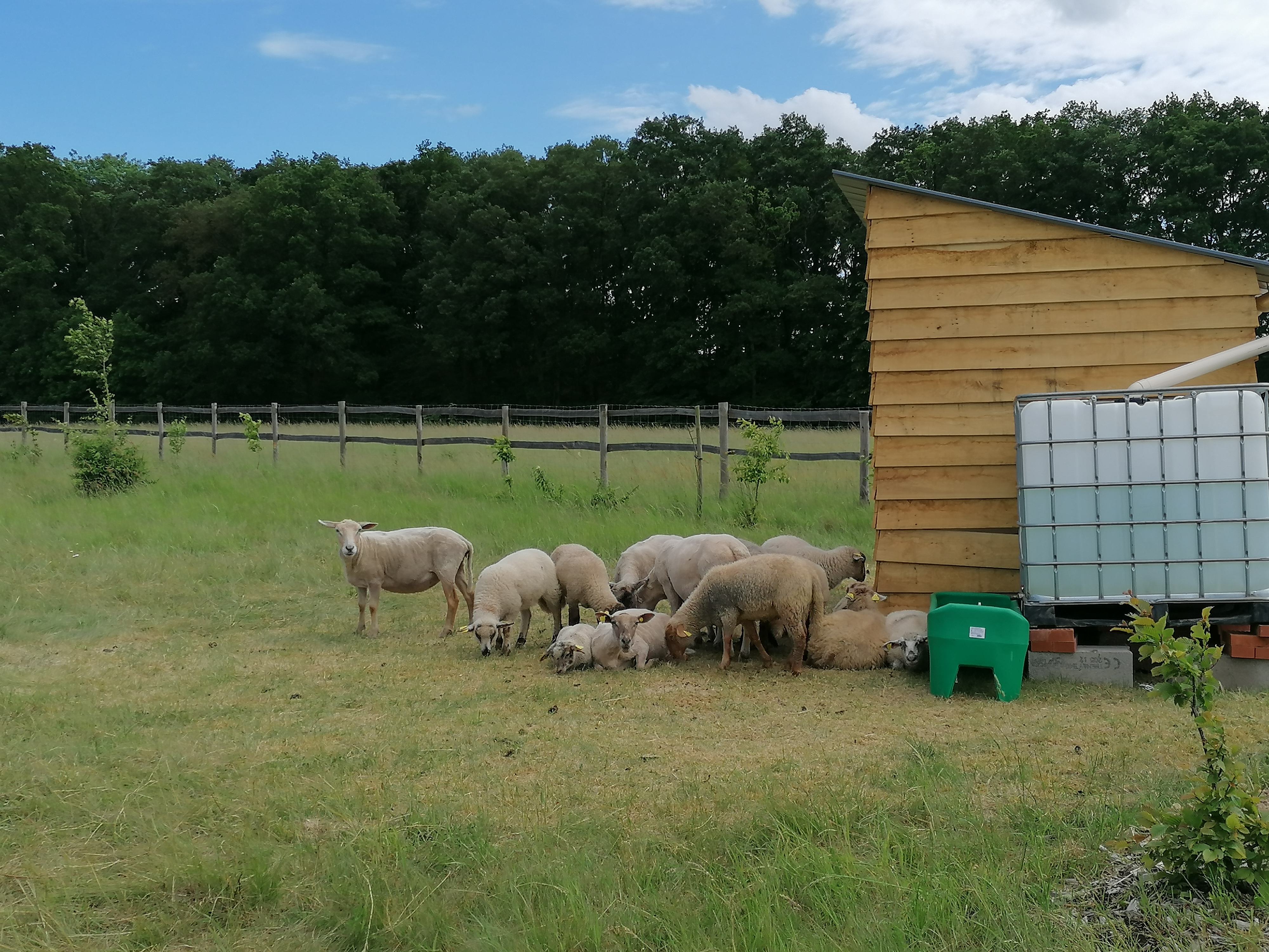 Les moutons.jpg