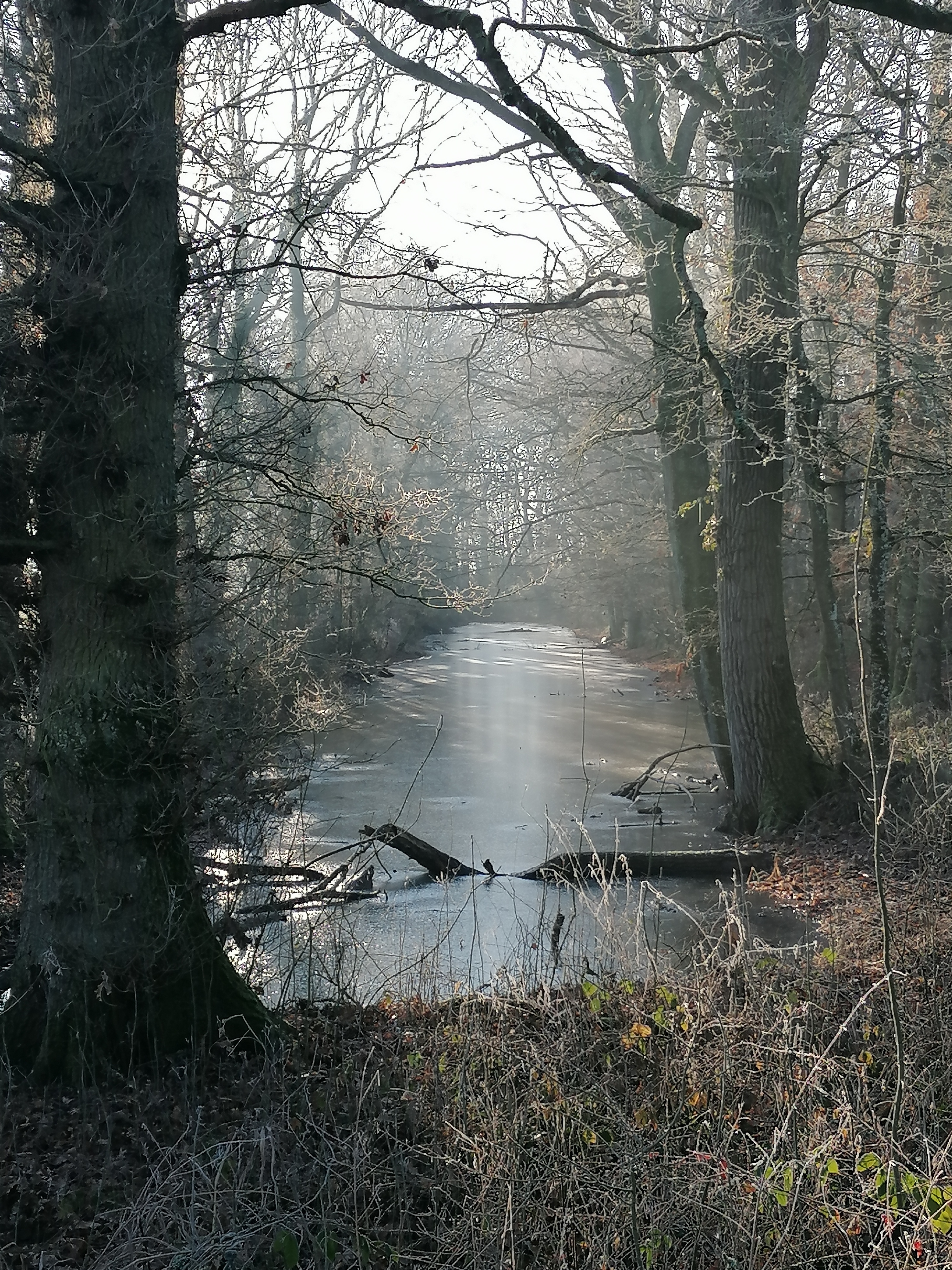 Canal 16 01 2022.jpg