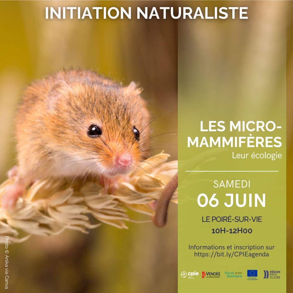Initiation naturaliste -les micromammifères-