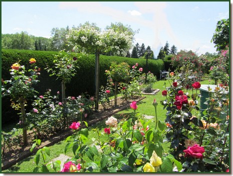 Roseraie 2.jpg