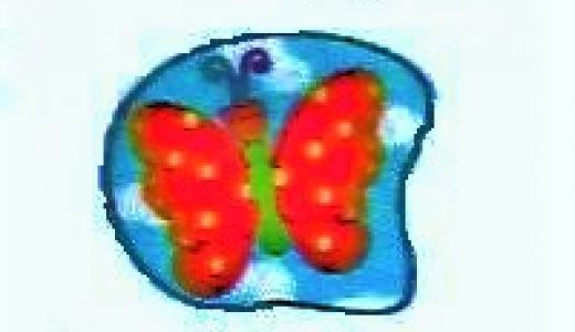 APE les Papillons.jpg