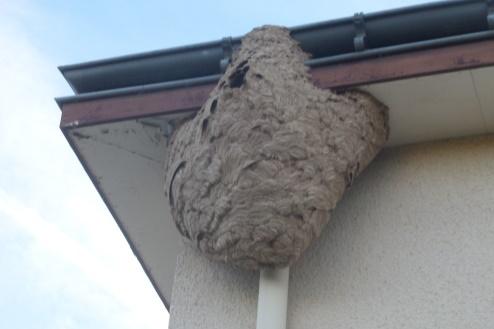 nid secondaire en rampant de toit.jpg