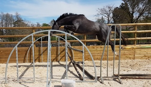 2026 chevaux 7.jpeg