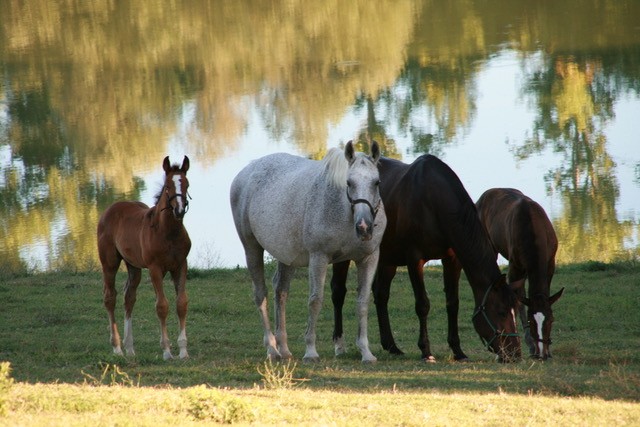 2026 chevaux 5.jpeg