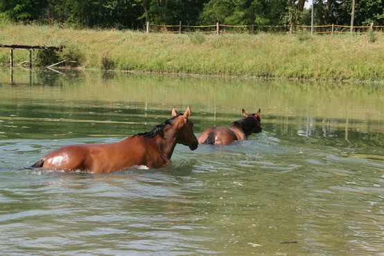 2026 chevaux 3.jpeg