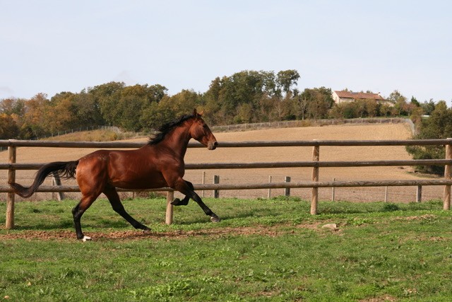 2026 chevaux 4.jpeg