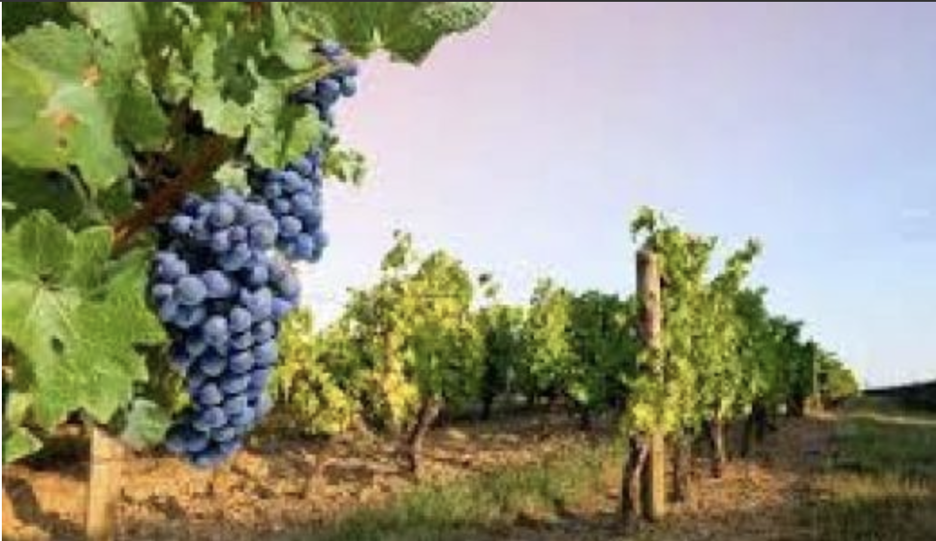 vignes.png