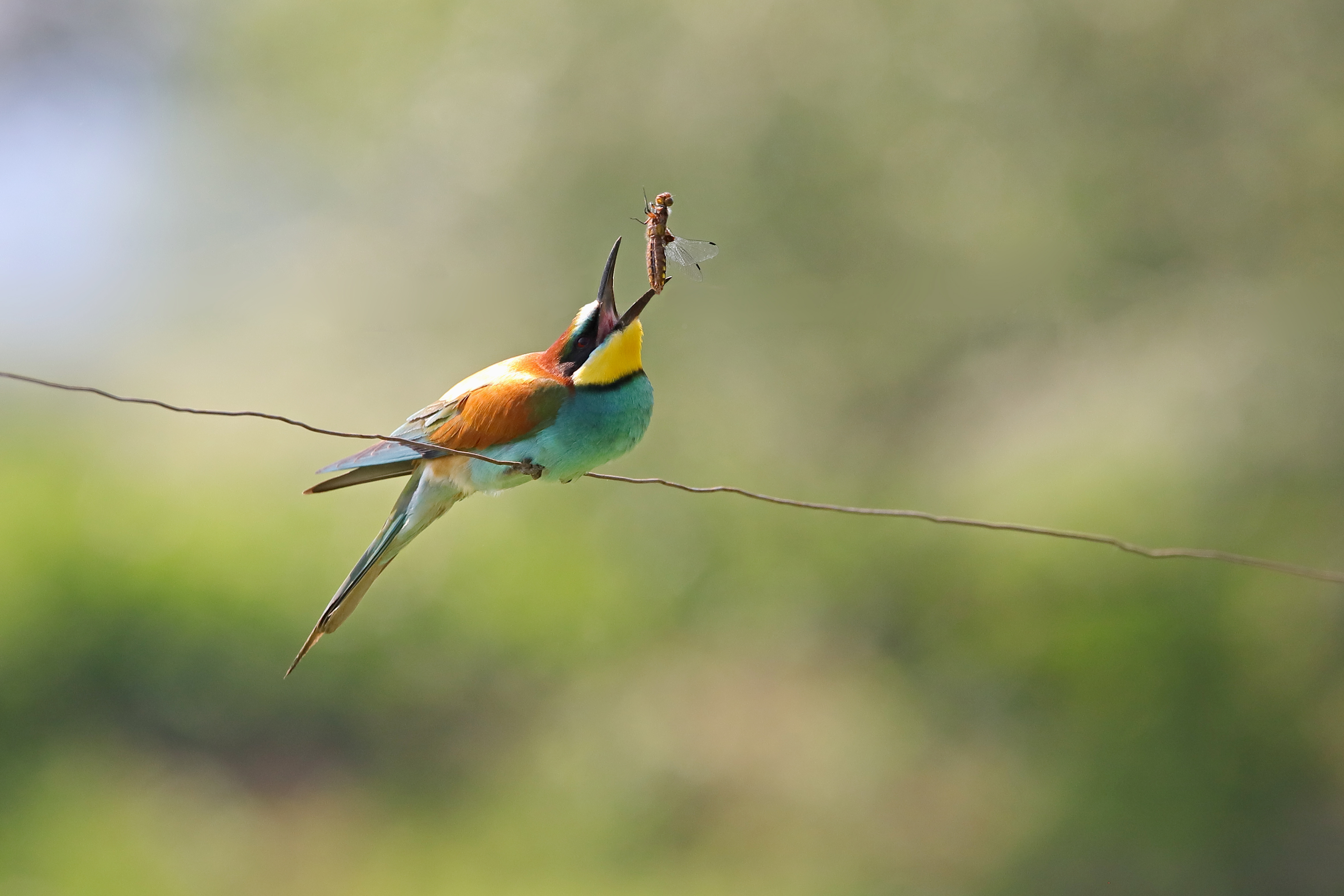 Pop-corn-Arnaud FAUCHERON.jpg