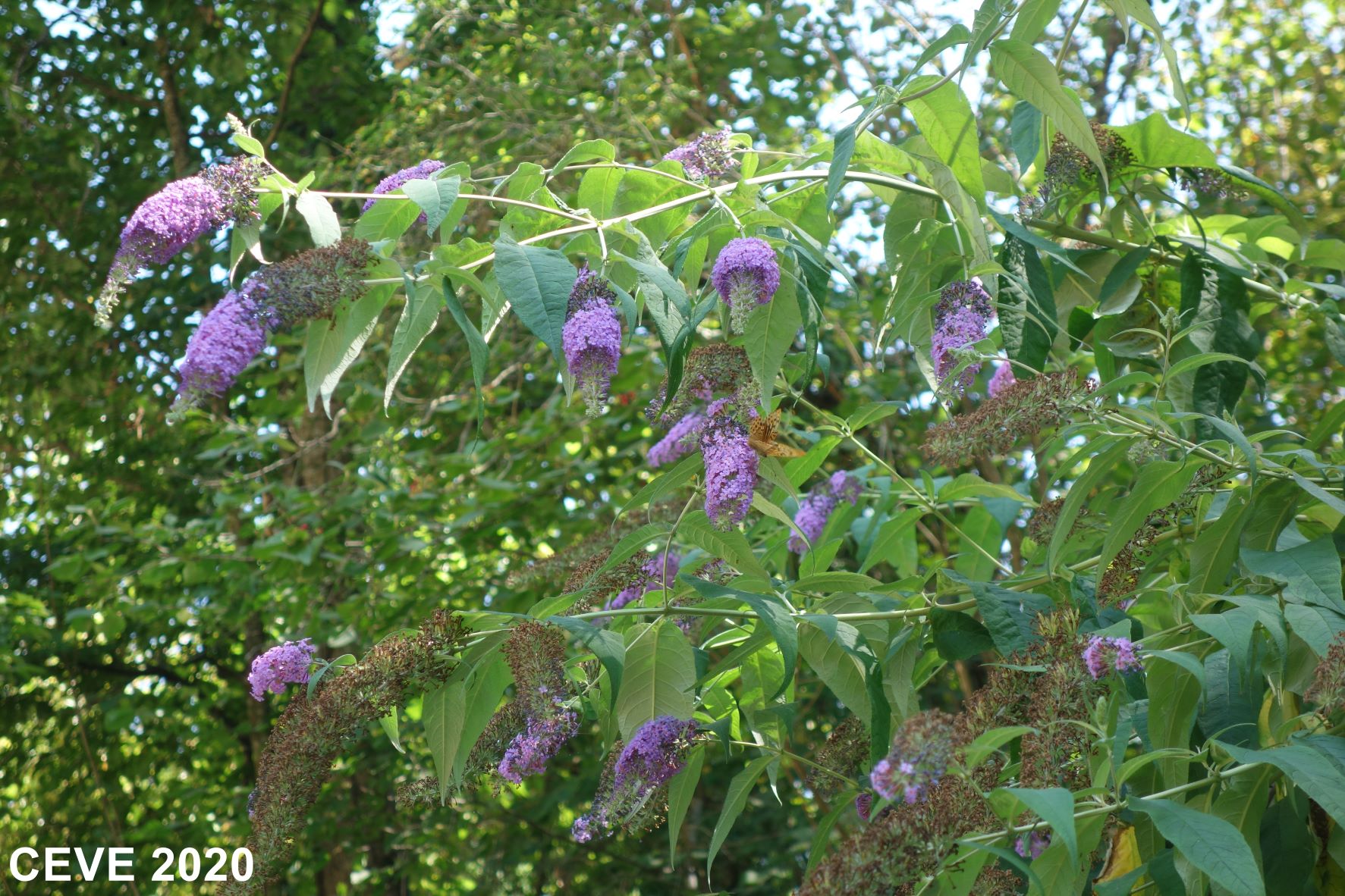 Buddleia.jpg