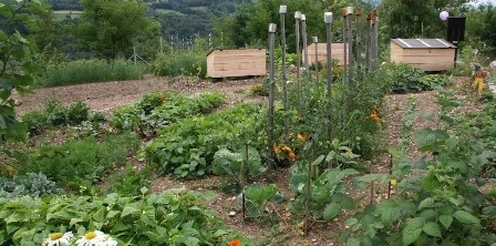 jardins familiaux.jpg