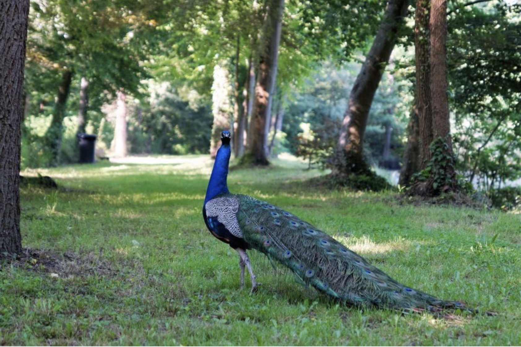 Site de la Canardière 11/12