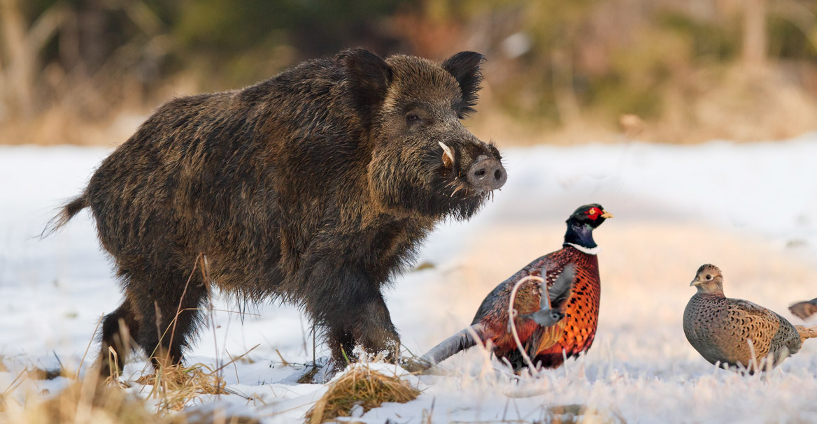 chasse-temps-neige.jpg