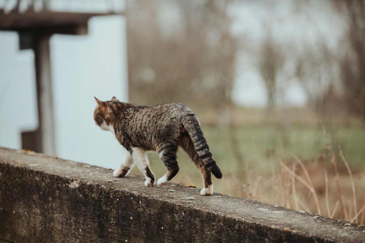 selective-focus-shot-beautiful-cat-stone-surface.jpg